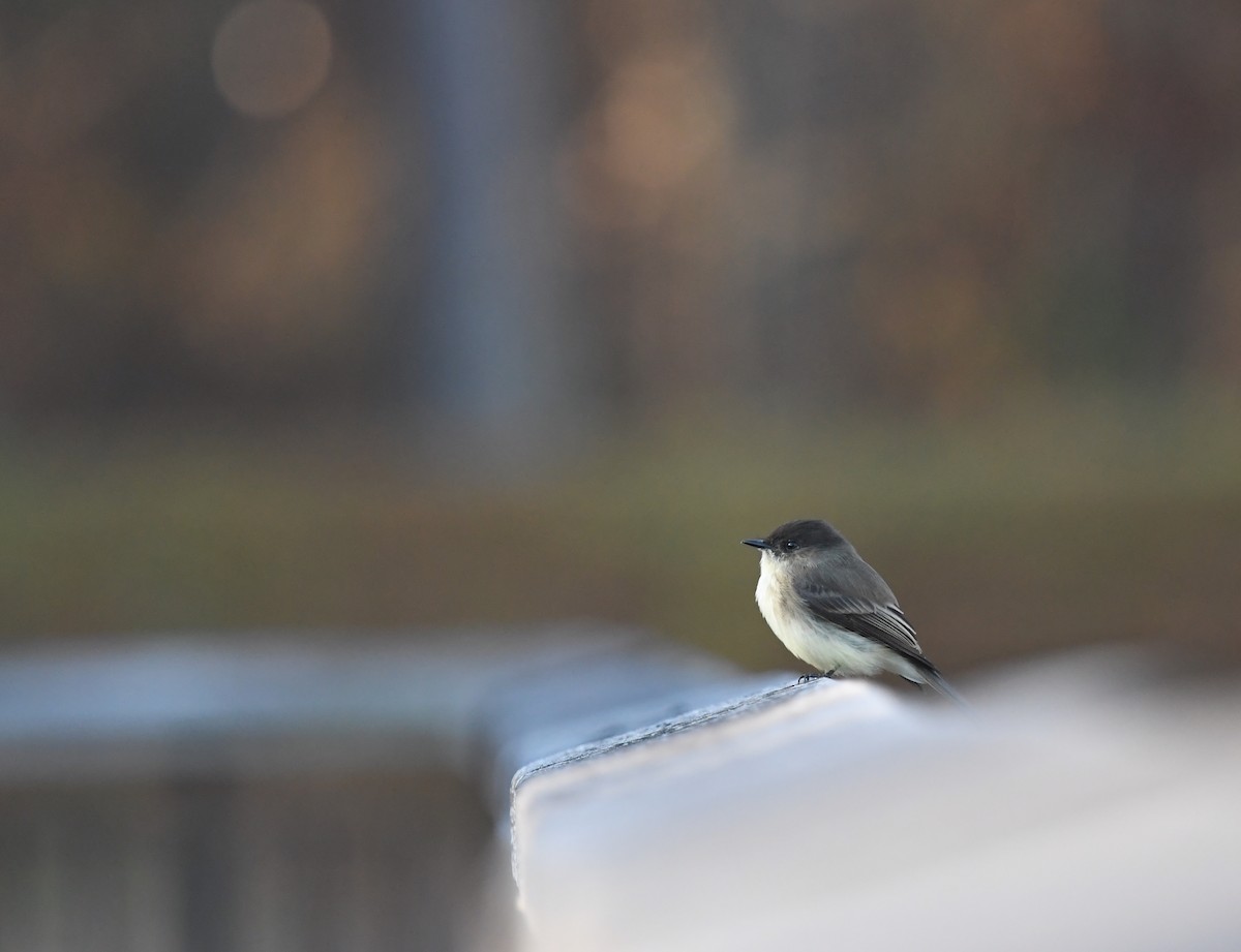 Eastern Phoebe - ML645788487