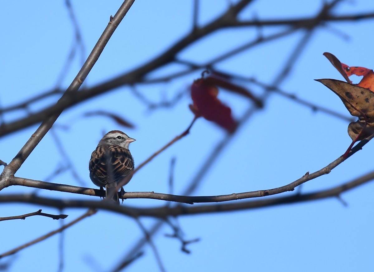 Chipping Sparrow - ML645788491