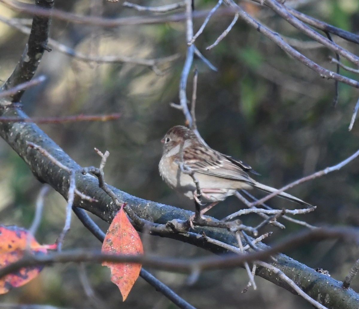 Field Sparrow - ML645788498