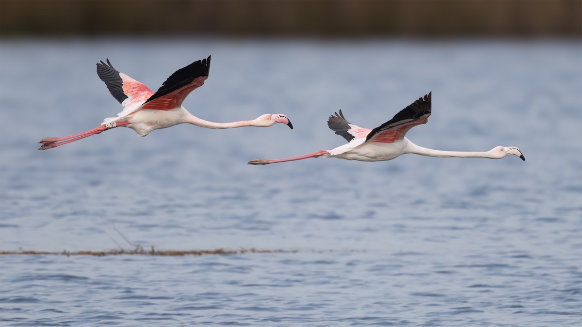 Greater Flamingo - ML645788500