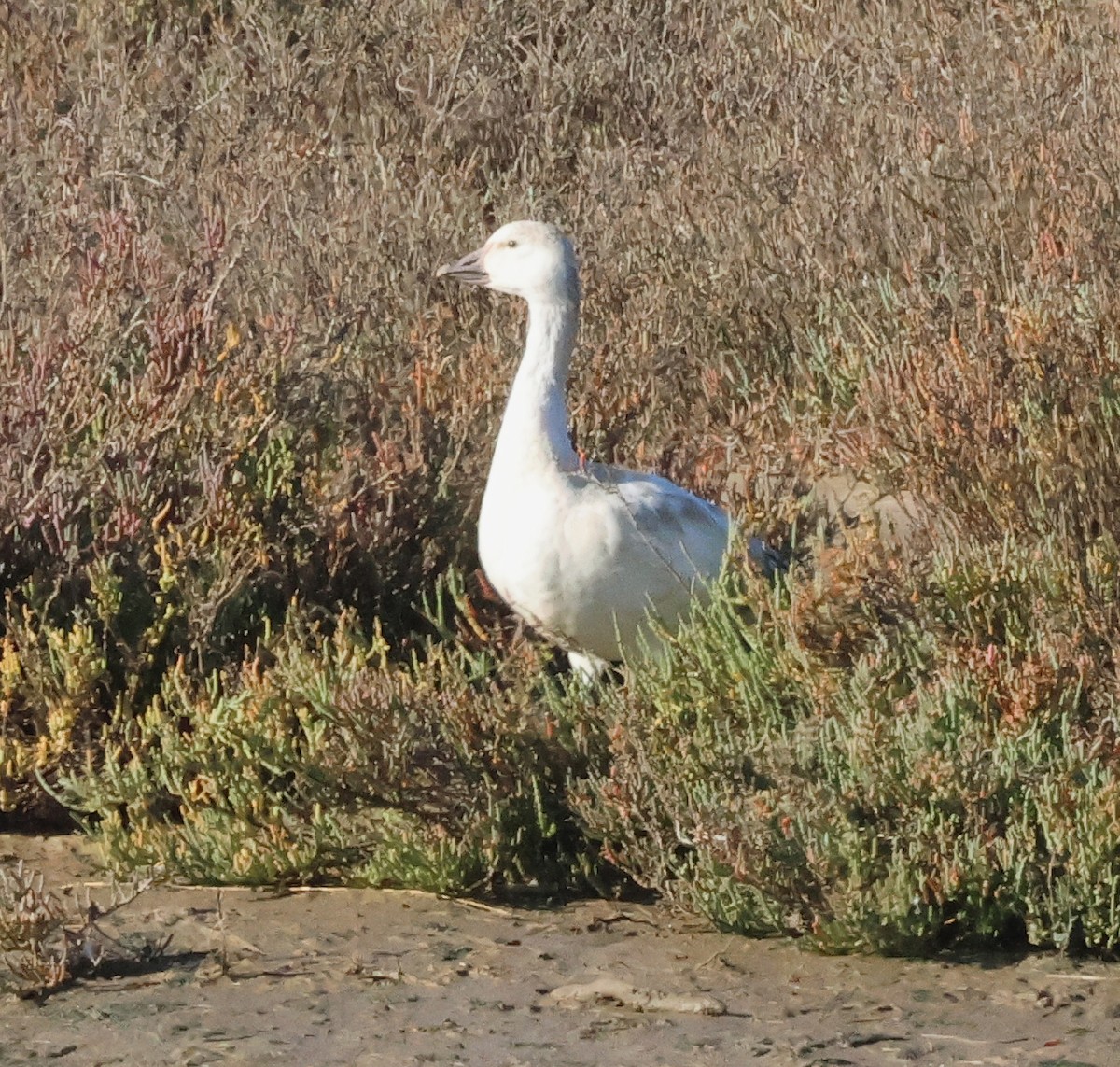 ハクガン - ML645788501