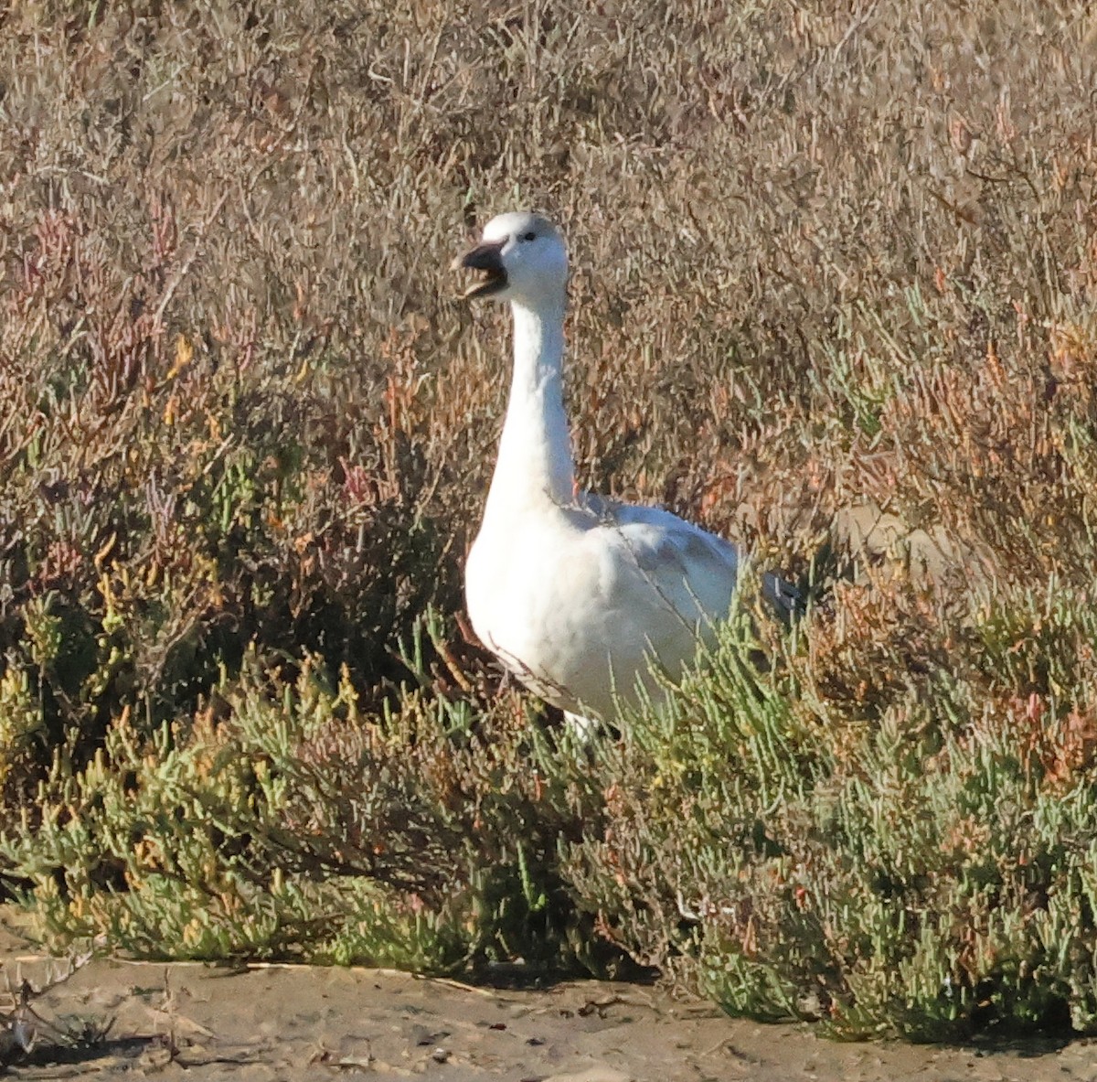 ハクガン - ML645788502