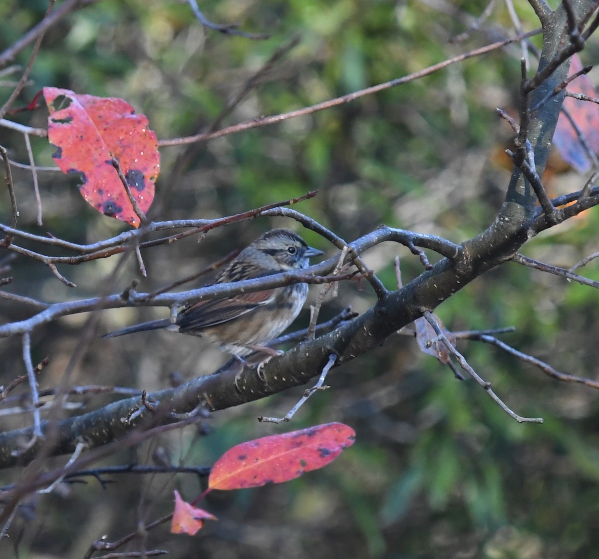 Swamp Sparrow - ML645788506