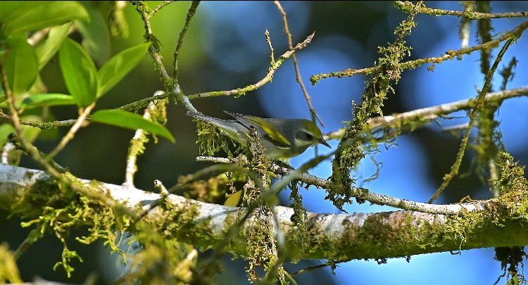 キンバネアメリカムシクイ - ML645788508