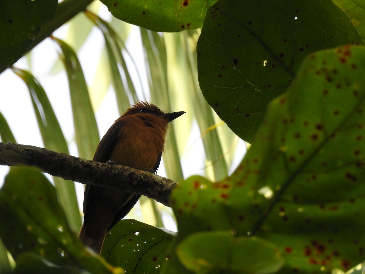 Cinnamon Attila - ML645788517