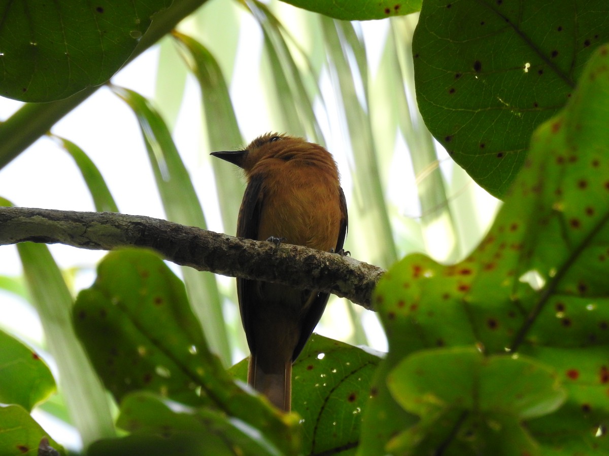 Cinnamon Attila - ML645788519