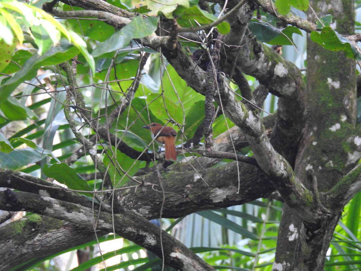 Cinnamon Attila - ML645788520