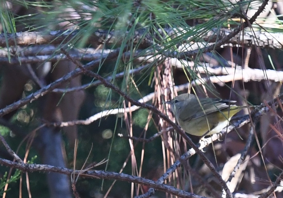 Orange-crowned Warbler - ML645788528