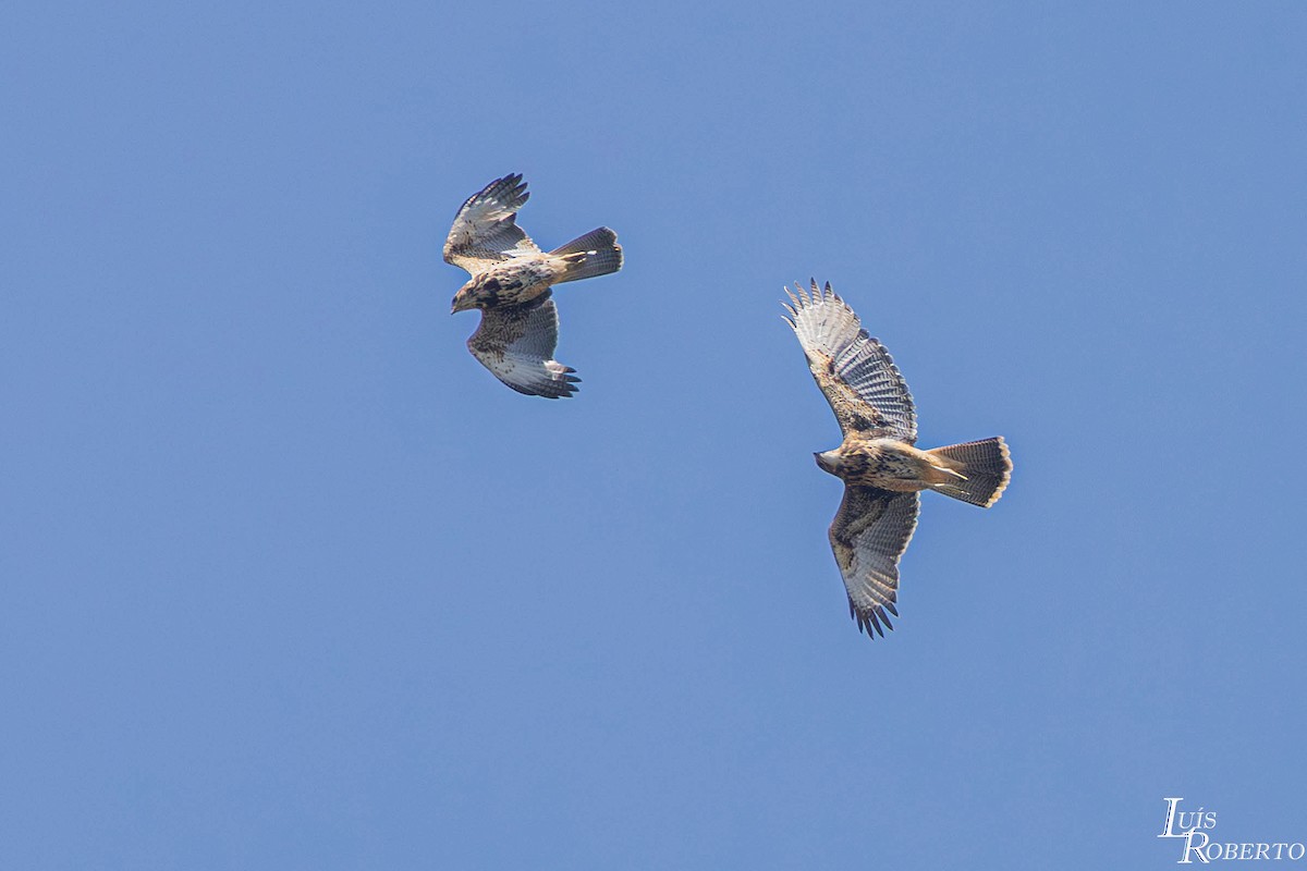 Harris's Hawk - ML645788536
