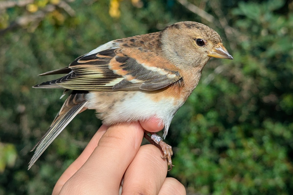 Brambling - ML645788548