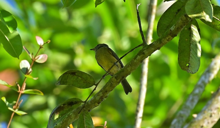 Pipromorphe roussâtre - ML645788564