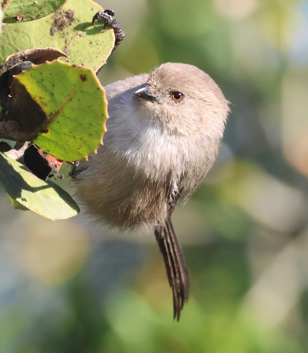 ヤブガラ - ML645788565