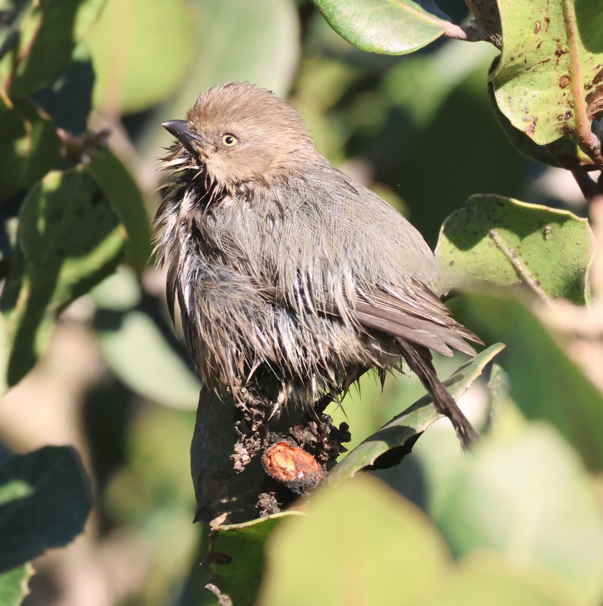 ヤブガラ - ML645788566