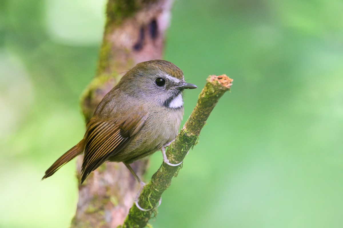 prydfluesnapper - ML645788567