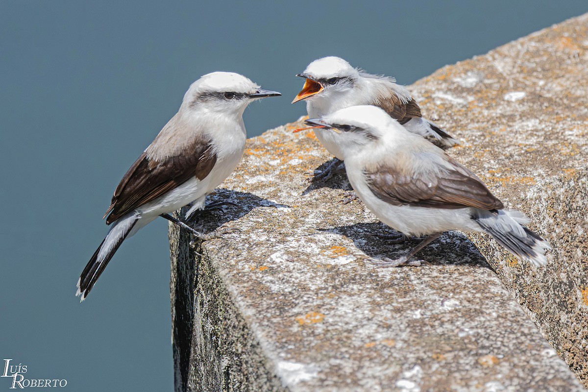 Masked Water-Tyrant - ML645788568