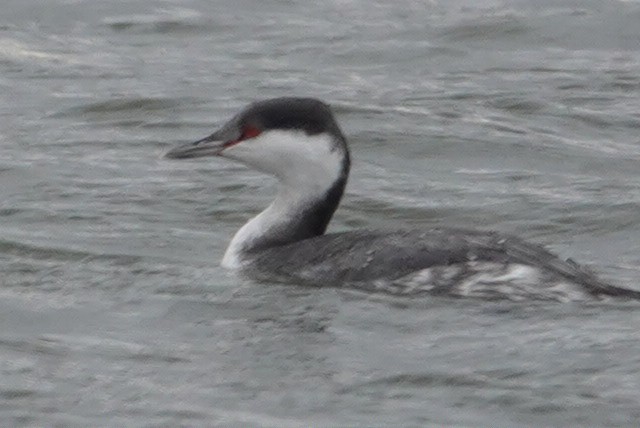 Horned Grebe - ML645788596