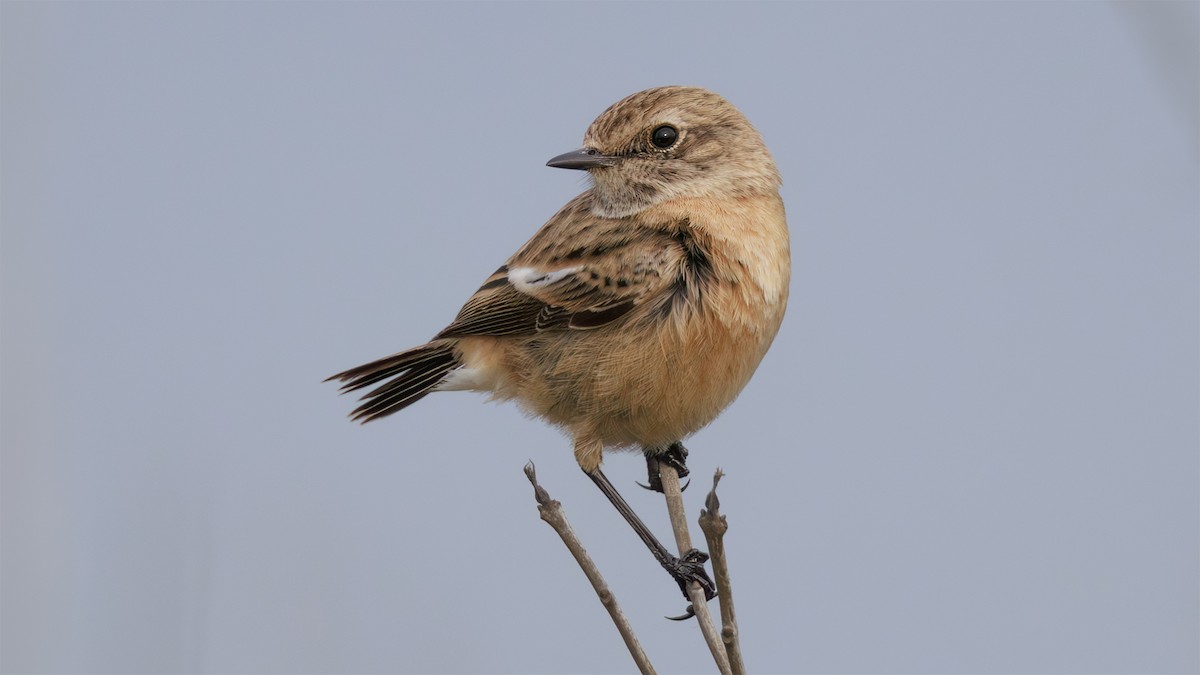 European Stonechat - ML645788597