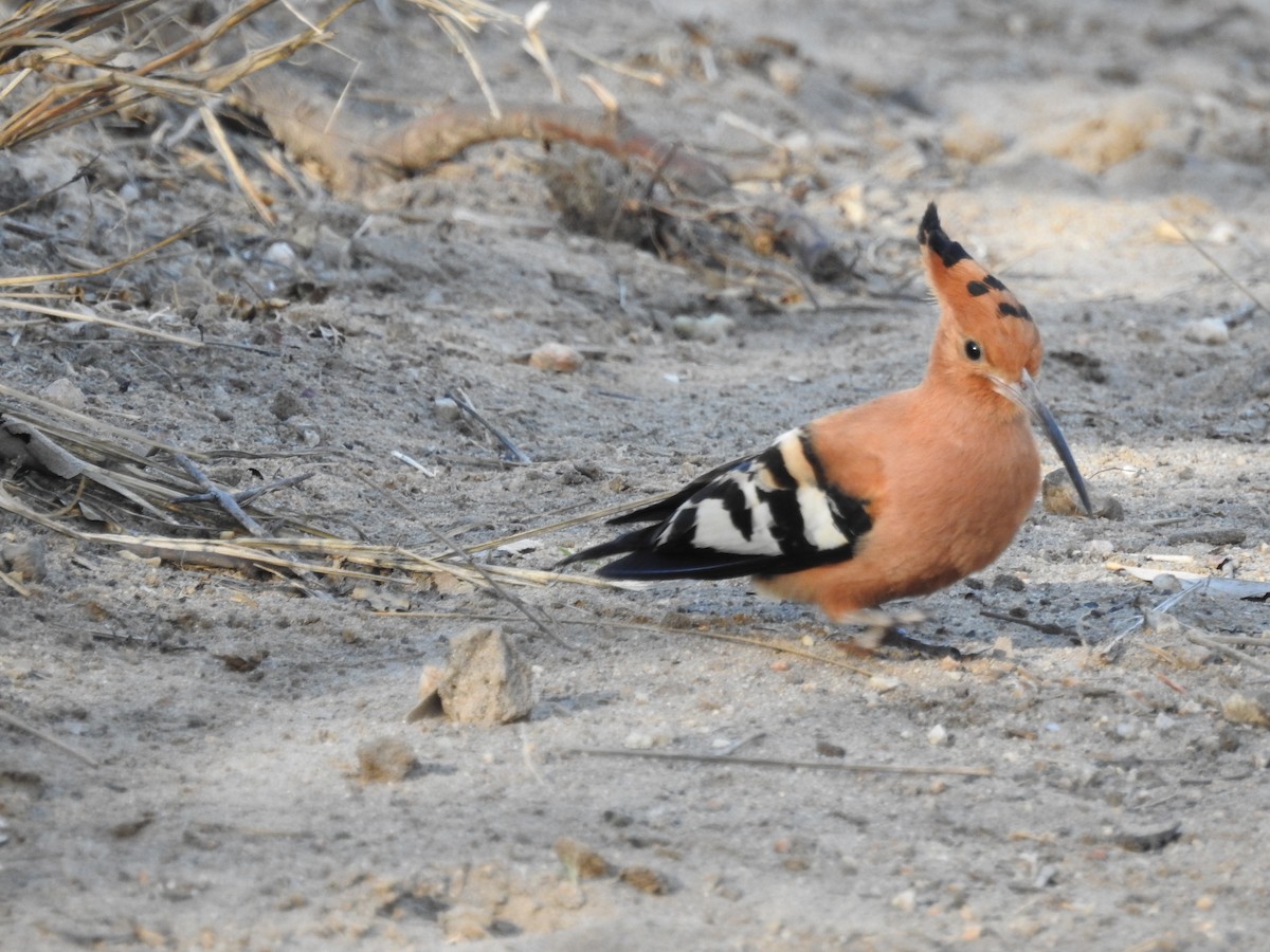 Common Hoopoe - ML645788598