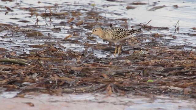 Желтозобик - ML645788603