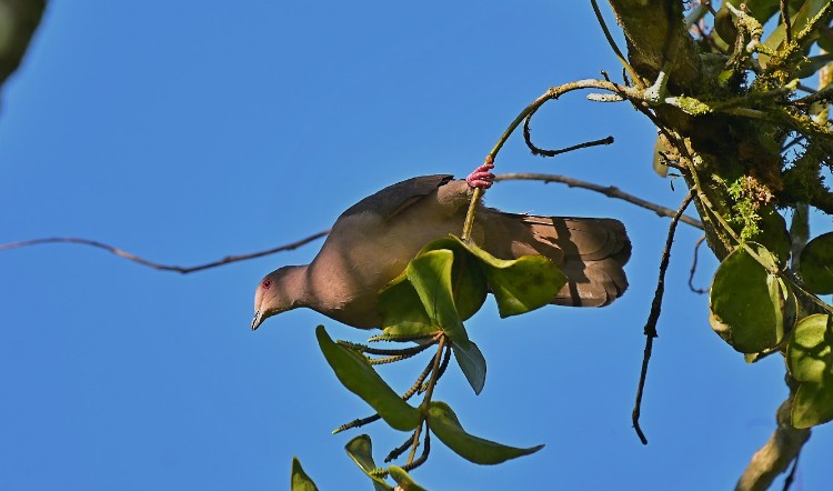 コバシバト - ML645788620