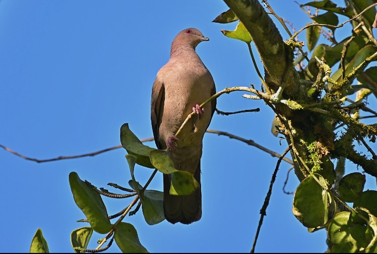 コバシバト - ML645788621