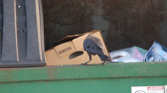 Домовая ворона - ML645788626