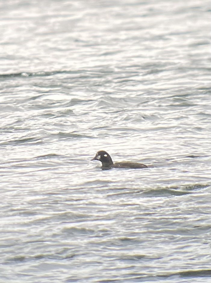 Harlequin Duck - ML645788629