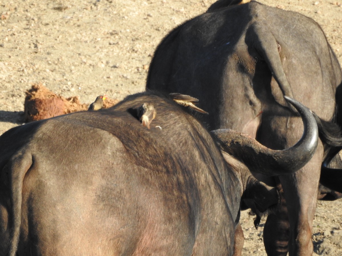 Yellow-billed Oxpecker - ML645788641