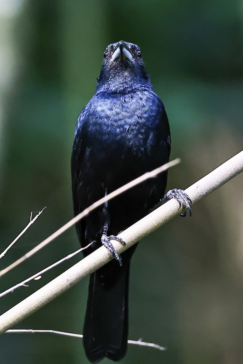 Ruby-crowned Tanager - ML645788643