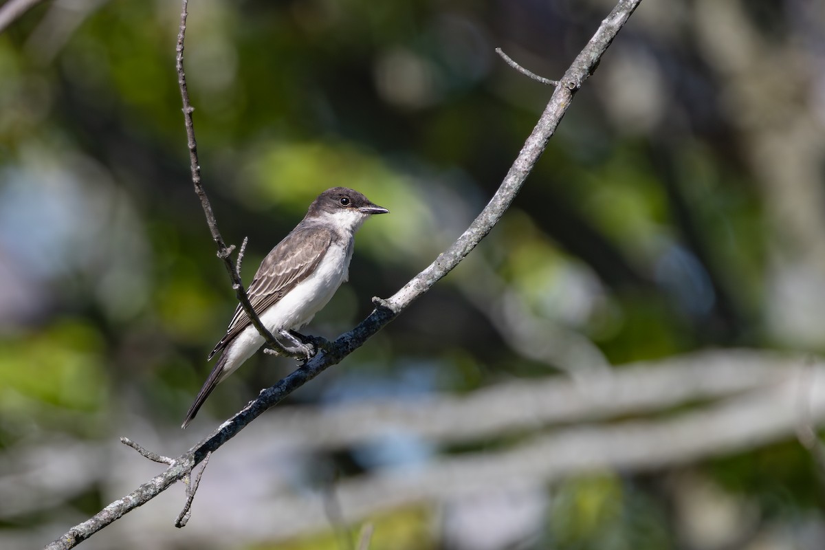 Tirano Oriental - ML645788650