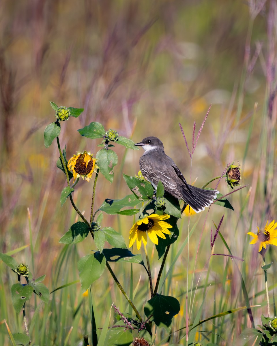 Tirano Oriental - ML645788651