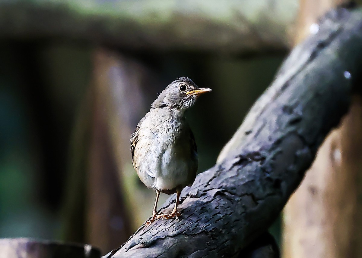 Blacksmith Thrush - ML645788658