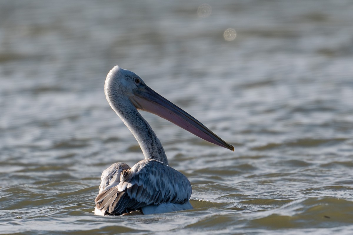 Dalmatian Pelican - ML645788659