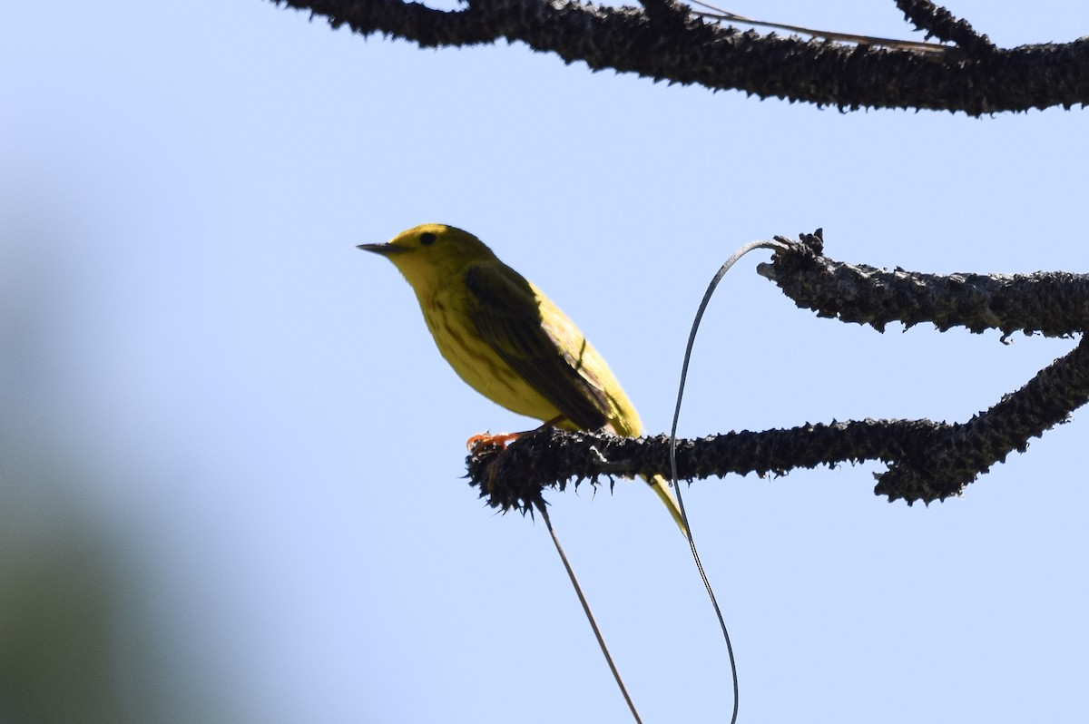 Northern Yellow Warbler - ML645788670