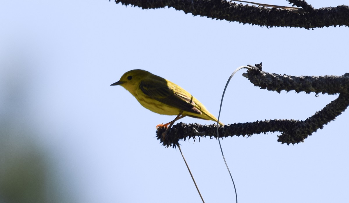 Northern Yellow Warbler - ML645788673