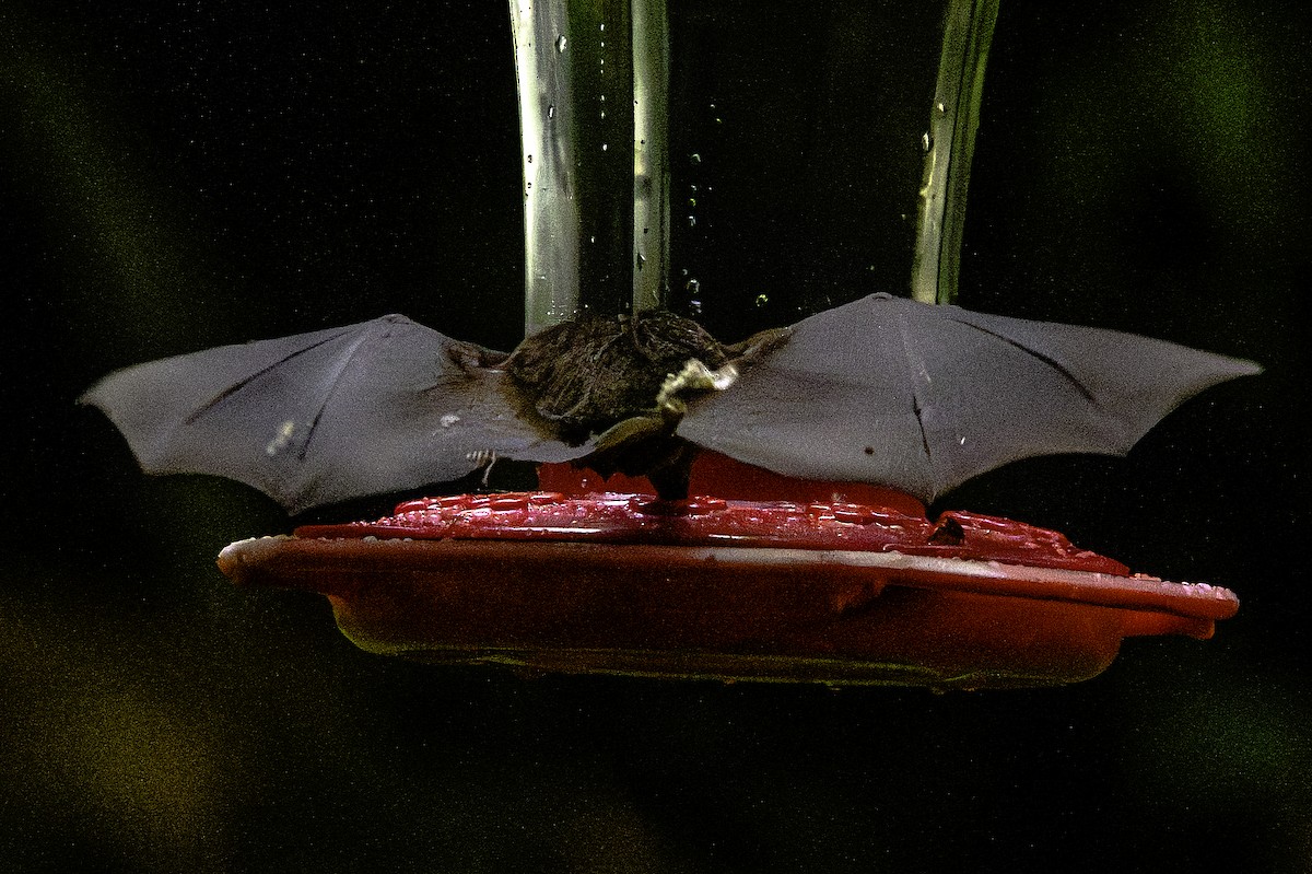 Animals - ML645788681