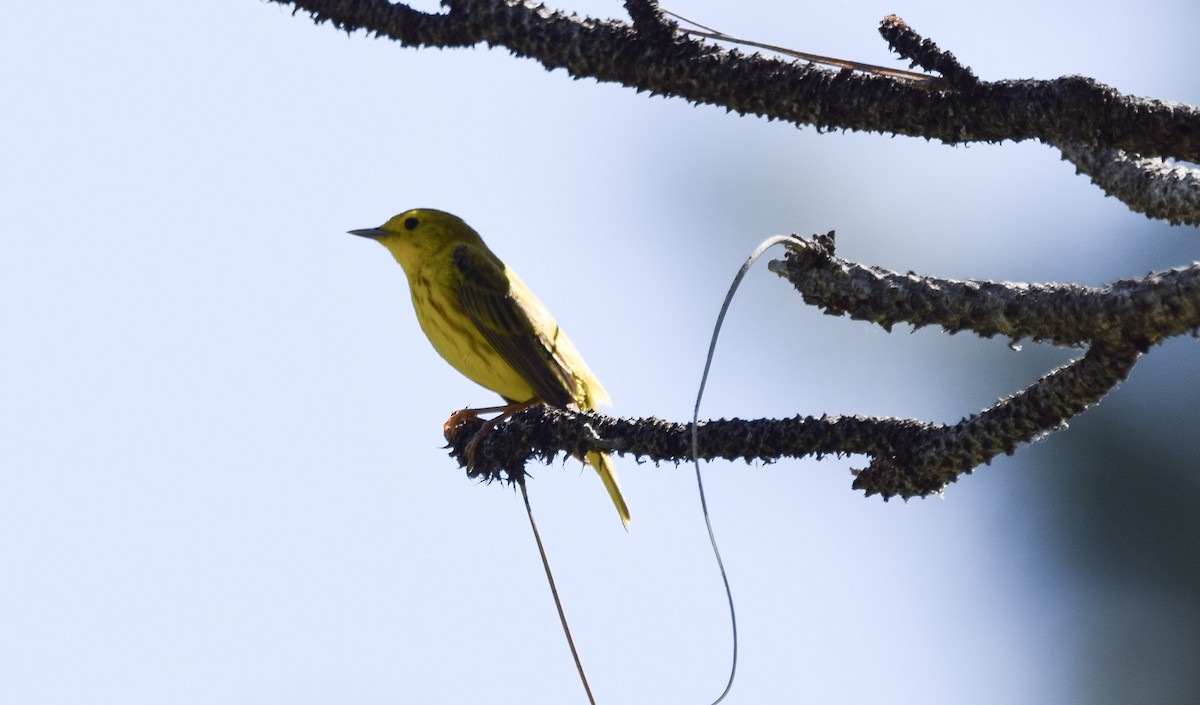 Northern Yellow Warbler - ML645788682