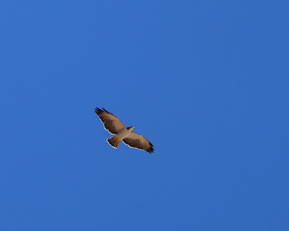 Kurzschwanzbussard - ML645788685