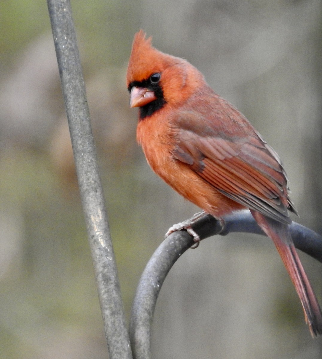 Northern Cardinal - ML645788687