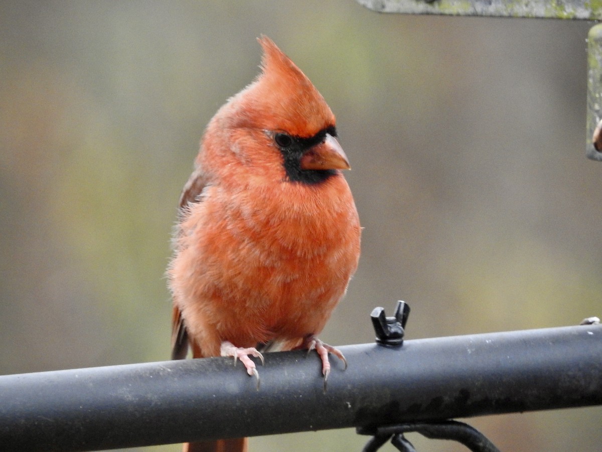 Northern Cardinal - ML645788688