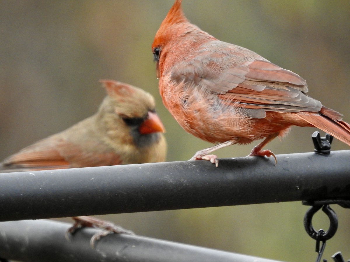 Northern Cardinal - ML645788689
