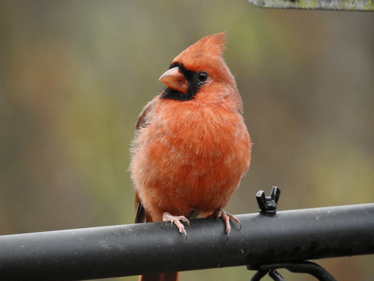 Northern Cardinal - ML645788690