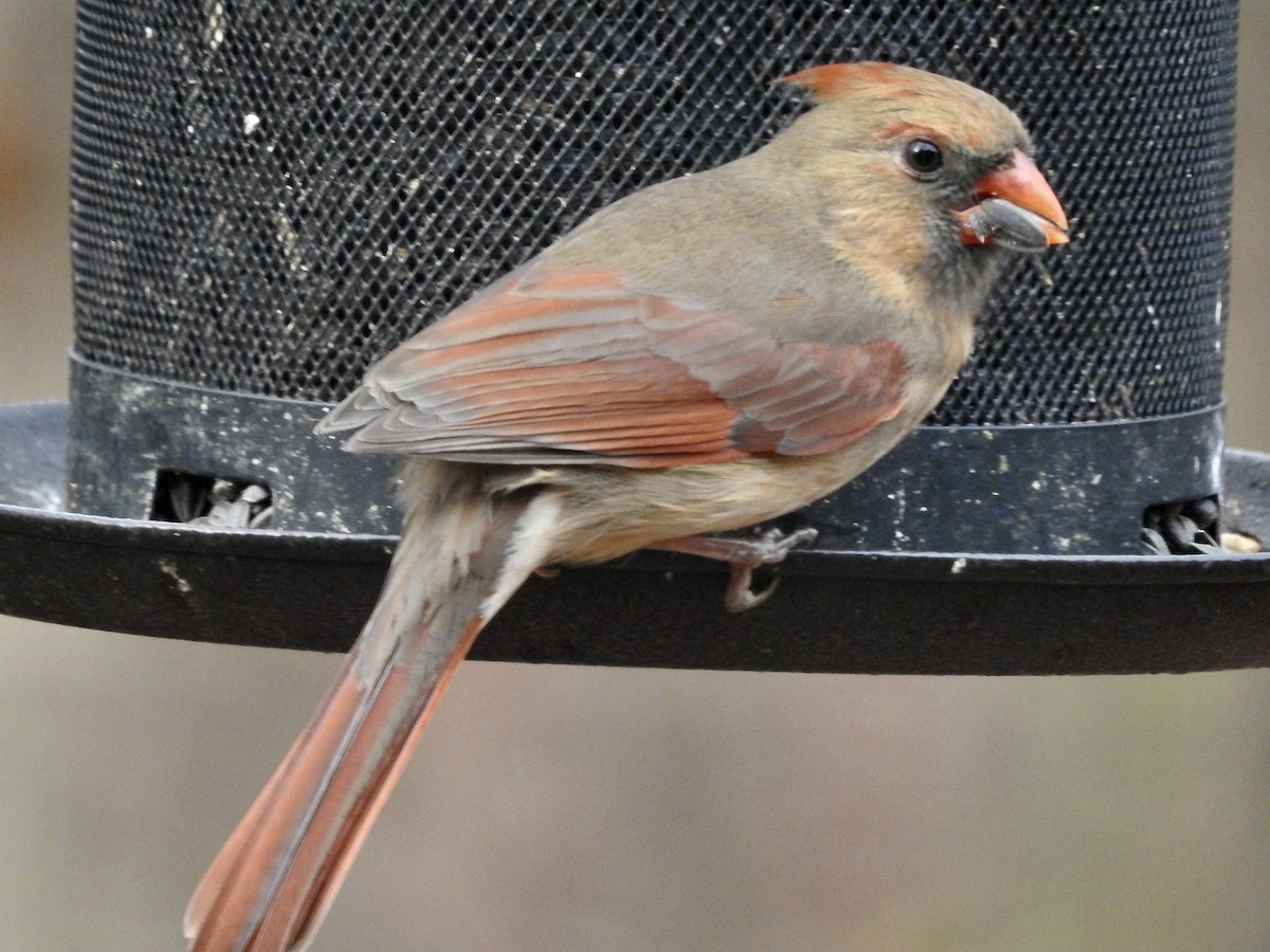 Northern Cardinal - ML645788691