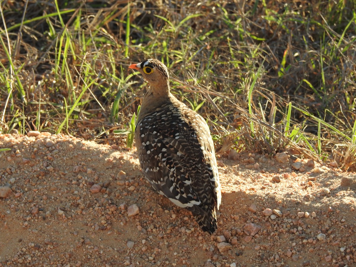 Double-banded Sandgrouse - ML645788706