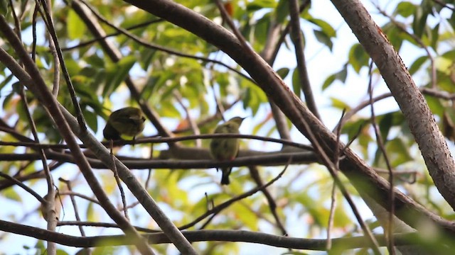 Красноногий саи - ML645788709