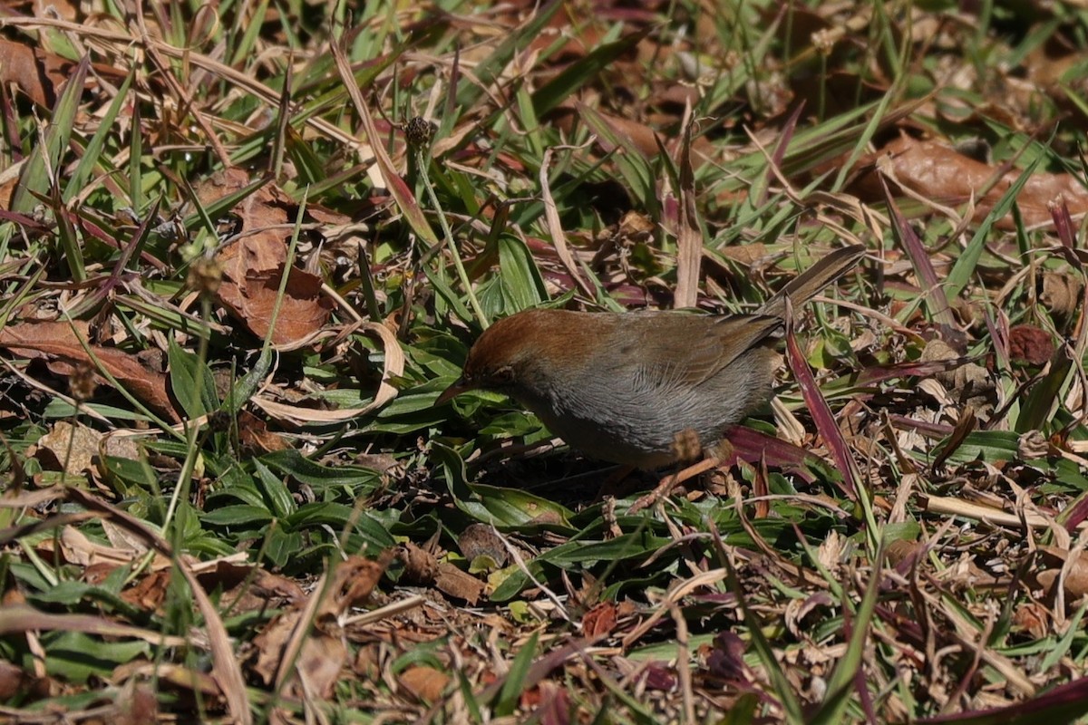Piping Cisticola - ML645788713