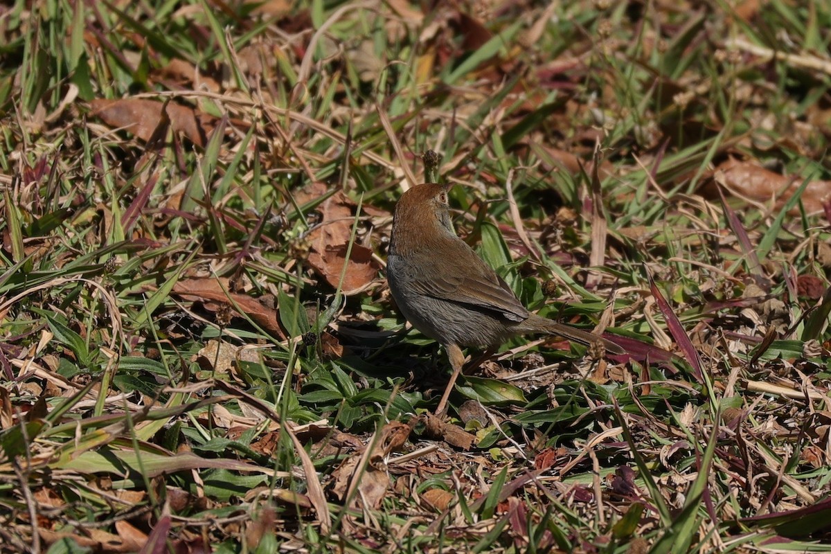 Piping Cisticola - ML645788714