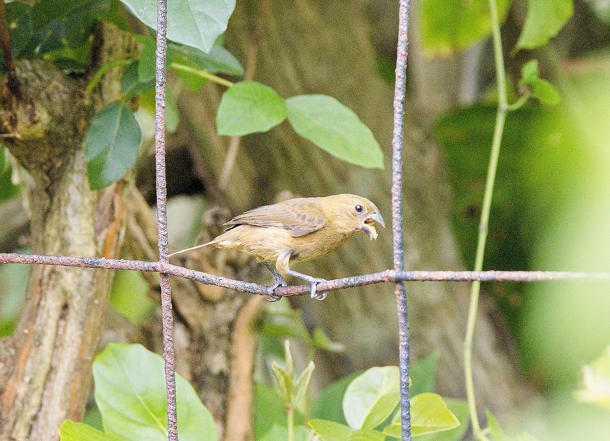 Variable Seedeater - ML645788717