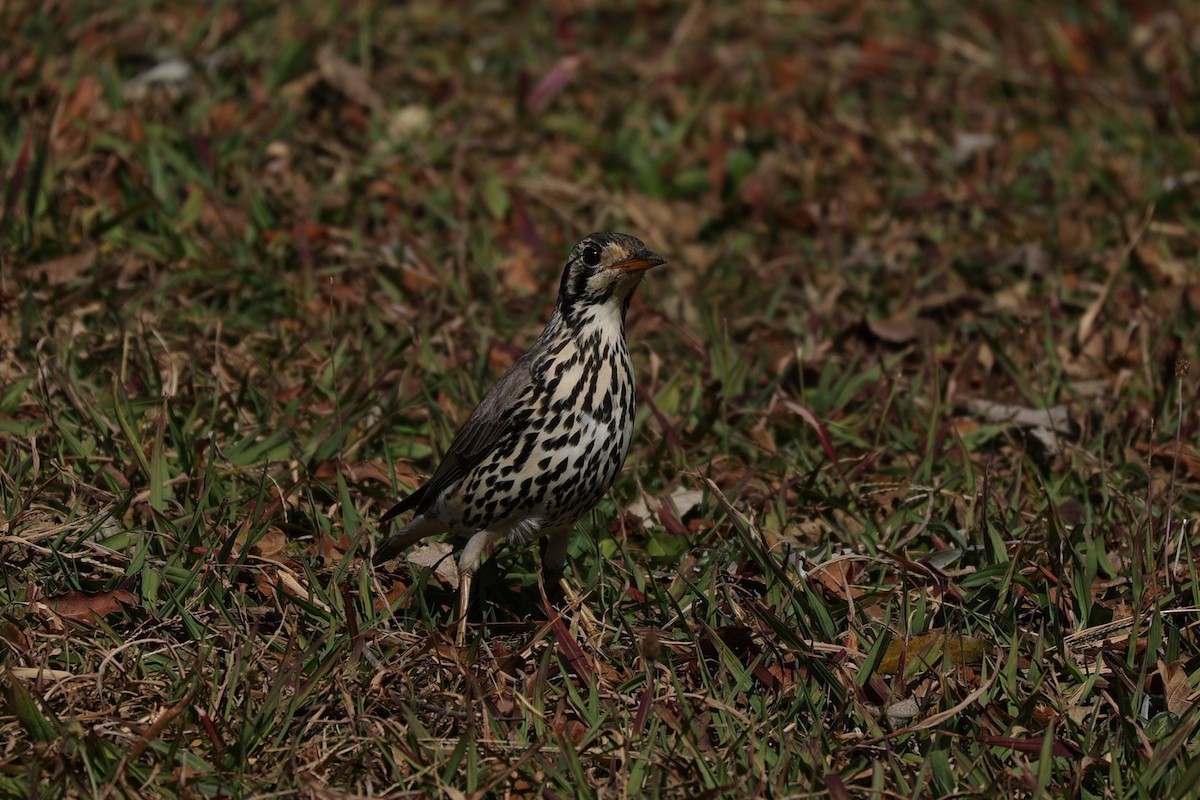 Groundscraper Thrush - ML645788723