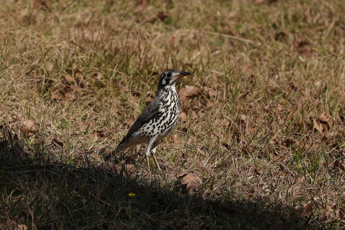 Groundscraper Thrush - ML645788724